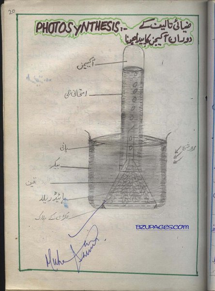 20 Photosynthesis (Ziae taleef).jpg